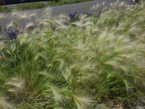 ホルデウム　ユバツム